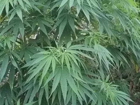 火麻仁属于违禁品,火麻这个植物有毒吗