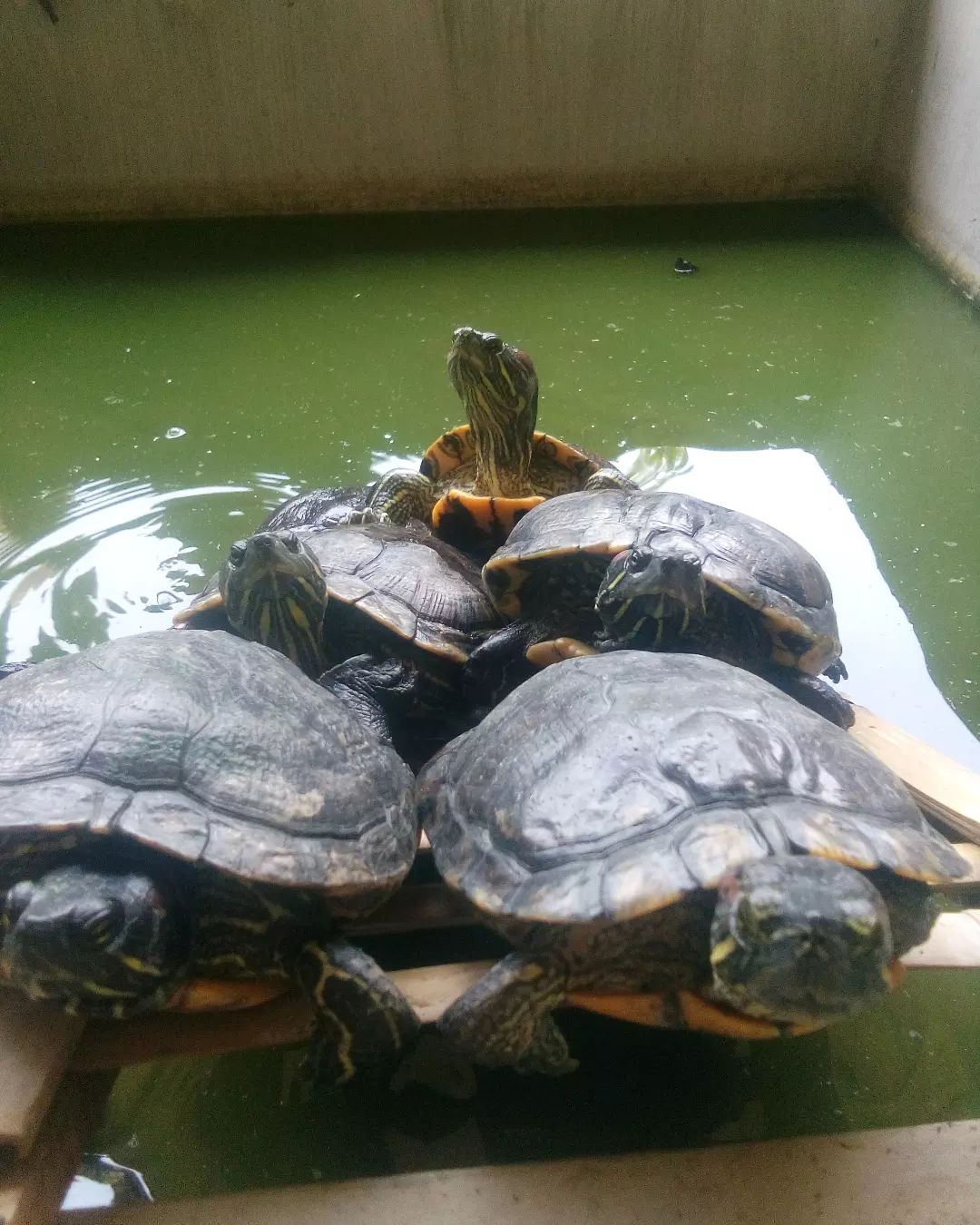 巴西龟日常食谱,秋末巴西龟吃什么