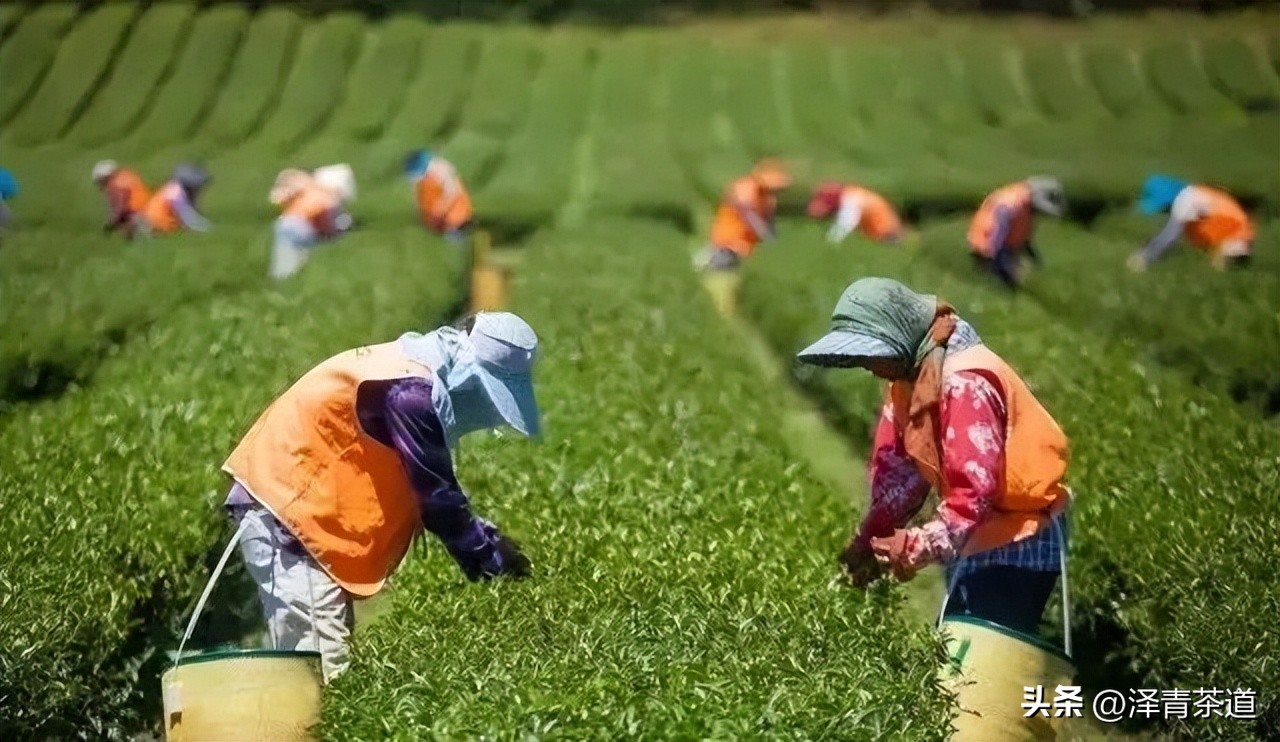 世界十大茶日,国际茶日英文版
