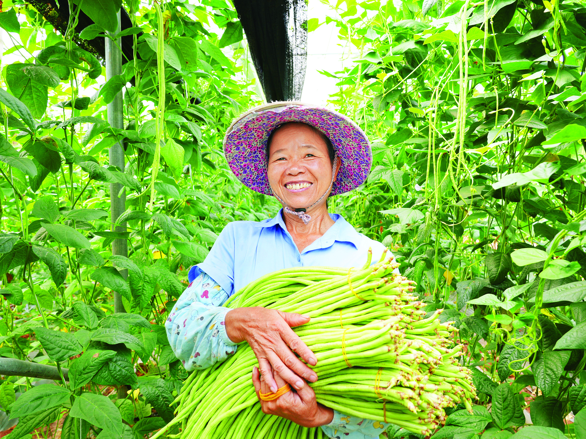 共赏“良”辰美“井”！惠阳区良井镇加快三产融合