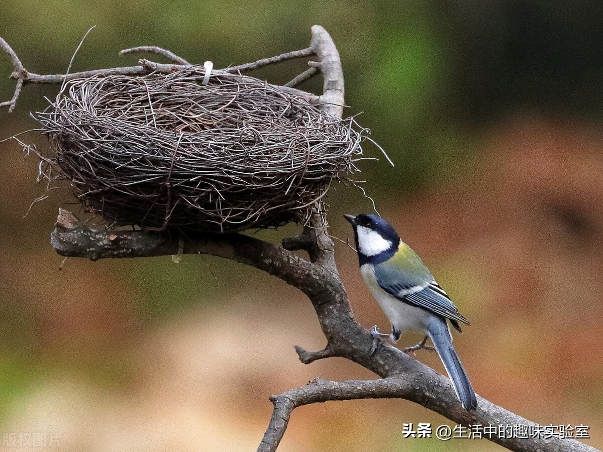鸟为什么在雨中淋雨,为什么鸟儿下雨要低飞