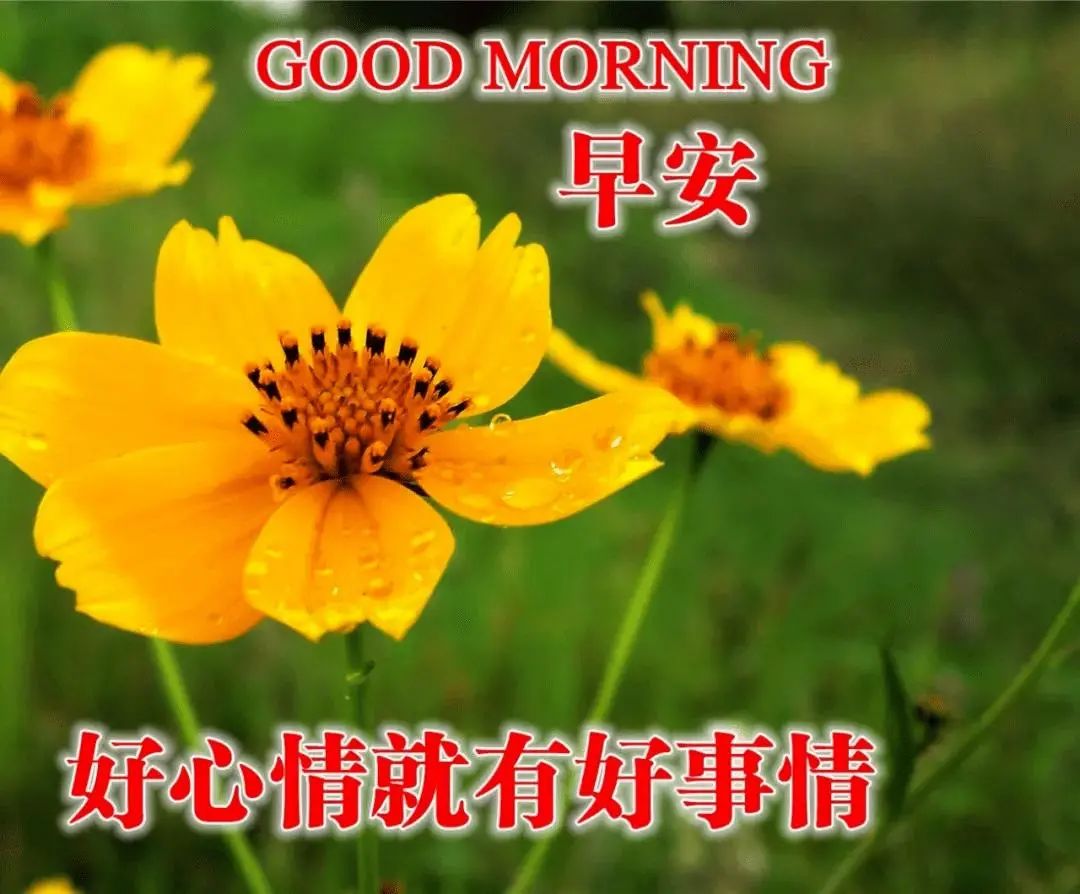 最新星期天早上好祝福动态表情图,周三早上好问候祝福动态表情图片