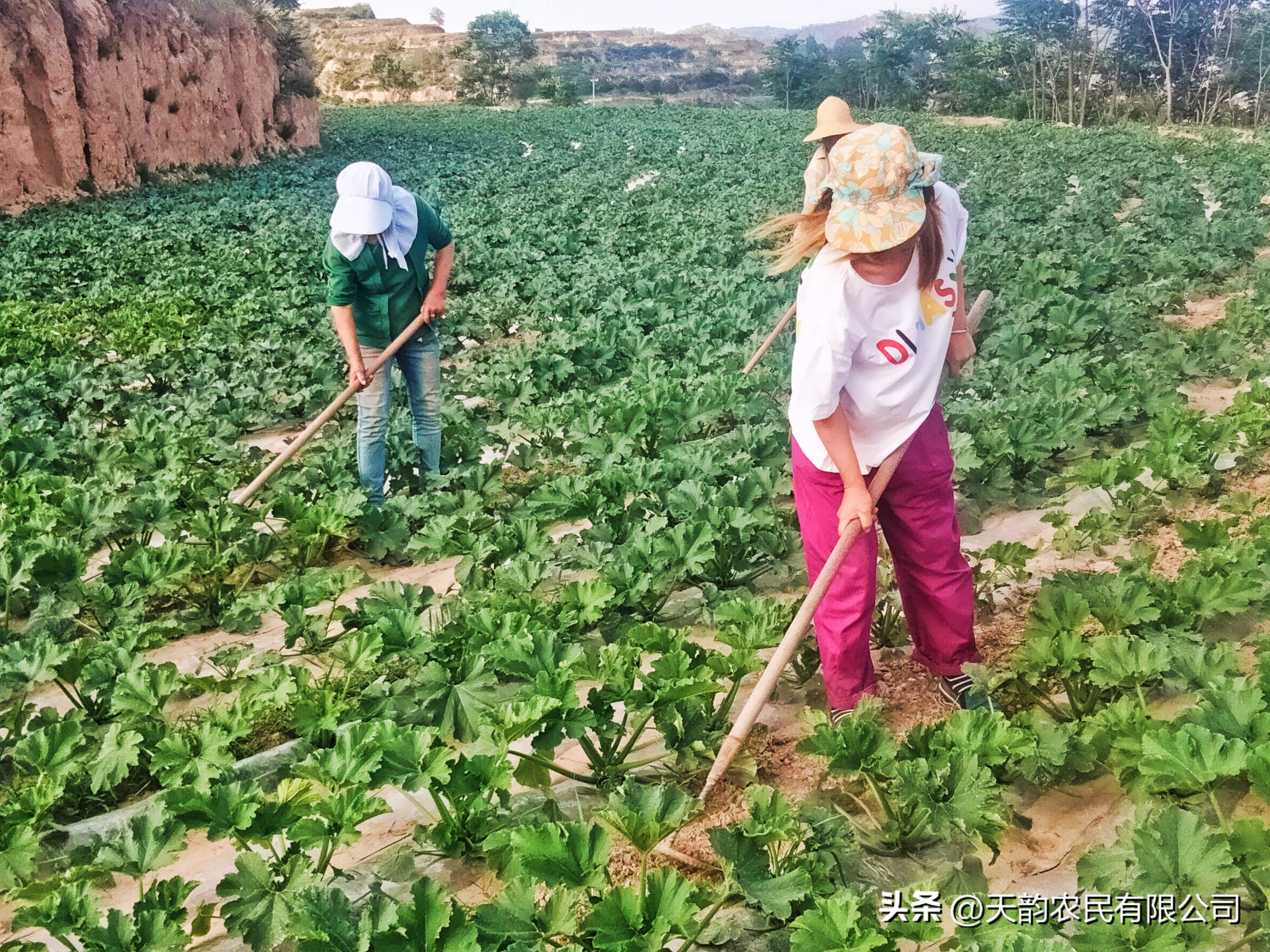庆城:山区小媳妇回家创业走上“羊”光大道