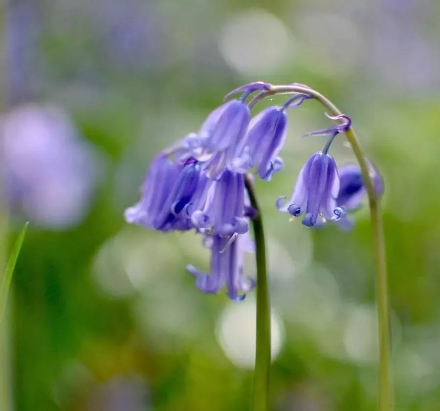 球根类花卉有哪些比较好养,有哪些好看的球根花卉盆栽