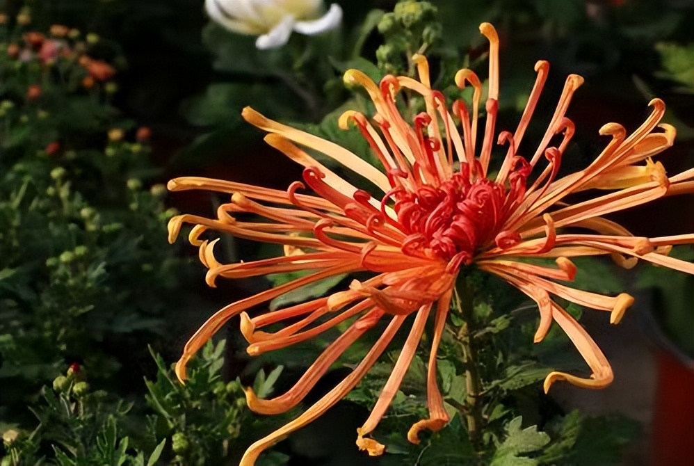 常觅春归不知处花田此地得逢君：栖云田园小镇·花间集