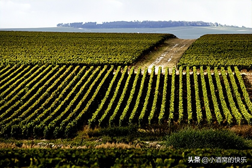 法国直供chateaulafitte波尔多葡萄酒,法国波尔多左岸与右岸的酒庄