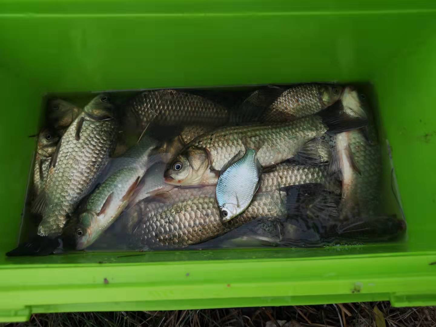 冬季七星漂朝天钩野钓鲫鱼,冬季七星漂双钩野钓鲫鱼