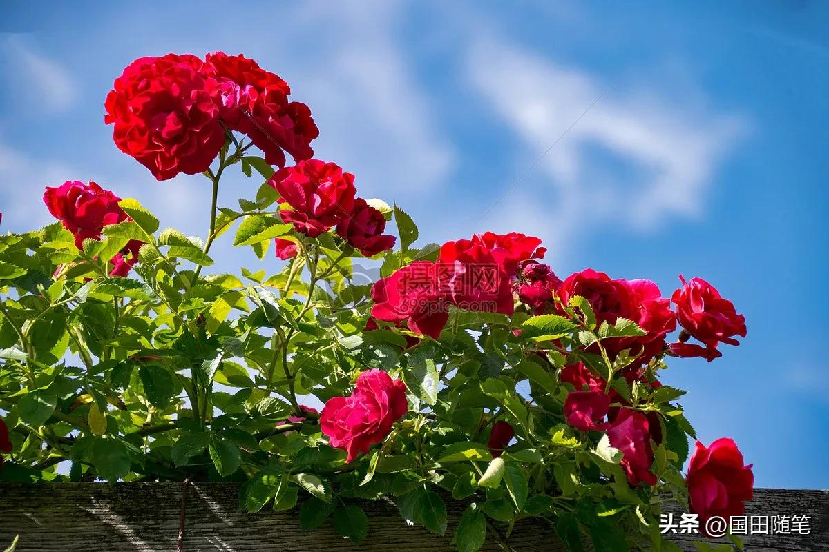 五月的玫瑰小说,五月的玫瑰情书