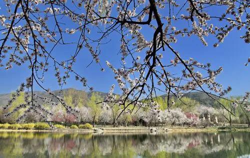 美好春景举家游,美好春日