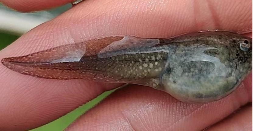 吃野生小蝌蚪后该怎么去掉寄生虫,怎么样可以消灭蝌蚪身上的寄生虫