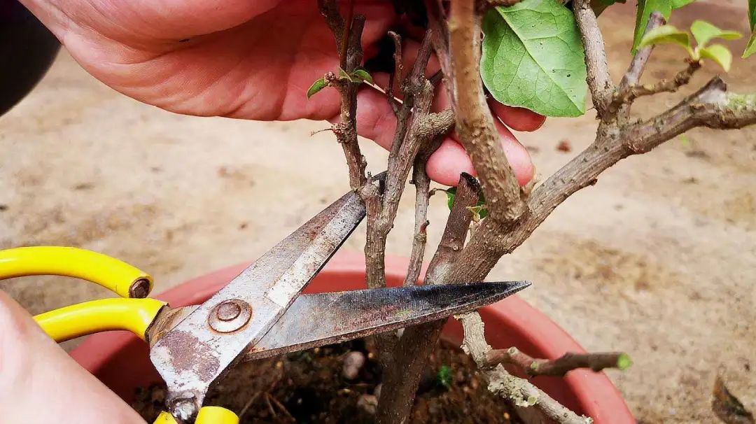 盆景一二三级枝修剪,盆景修剪的九大技法