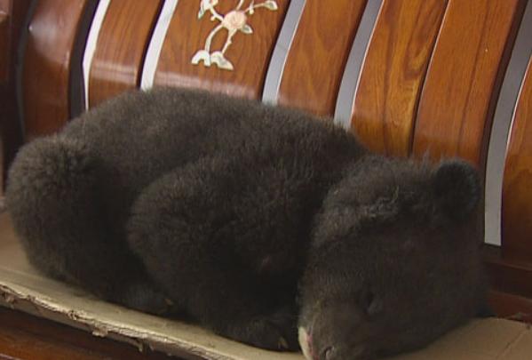 鏉戞皯鎶婄唺褰撶嫍鍏讳簡涓夊勾,琚潙姘戞敹鍏荤殑鐔婂唇