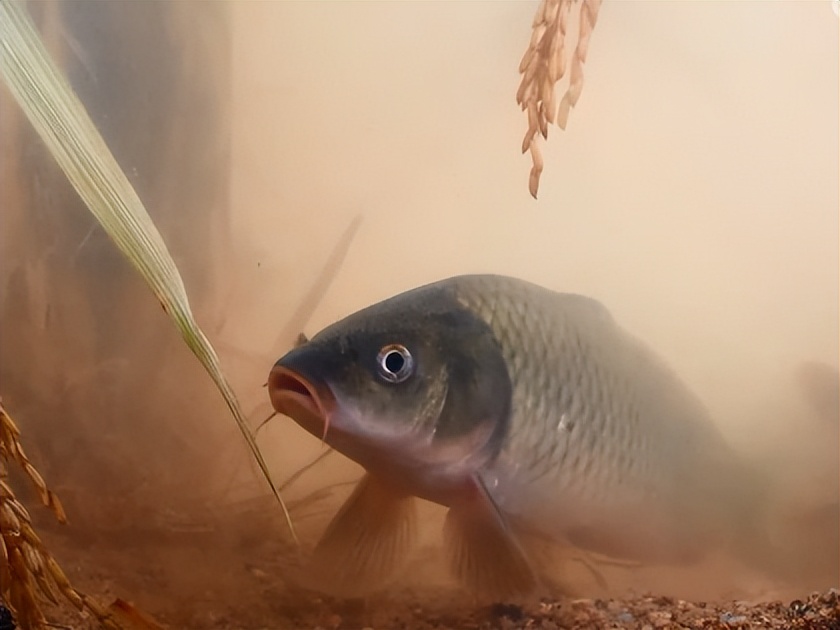 小伙创业一亩田养鱼能挣多少钱,年赚600万的稻田养鱼