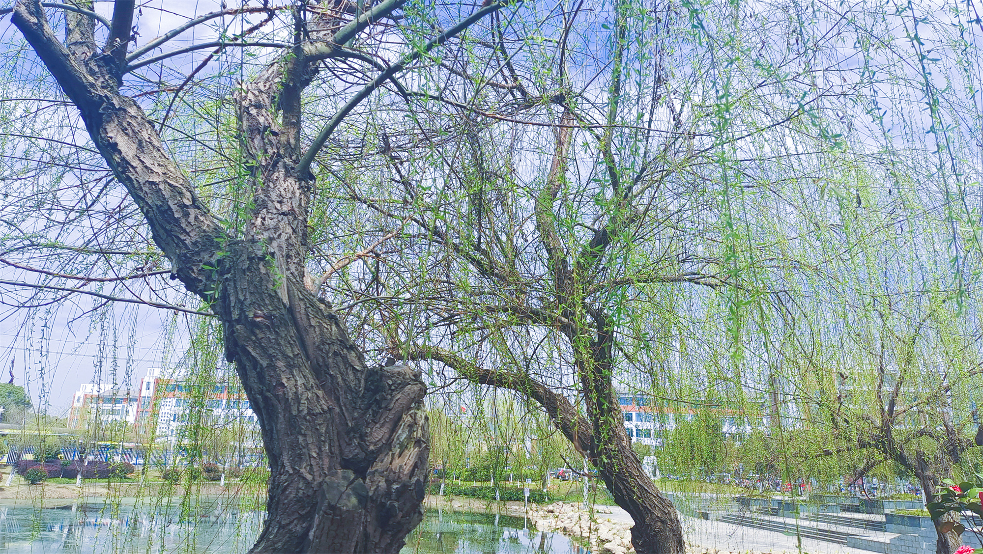 美丽吉安之风光系列：春天的柳树婀娜多姿美丽动人