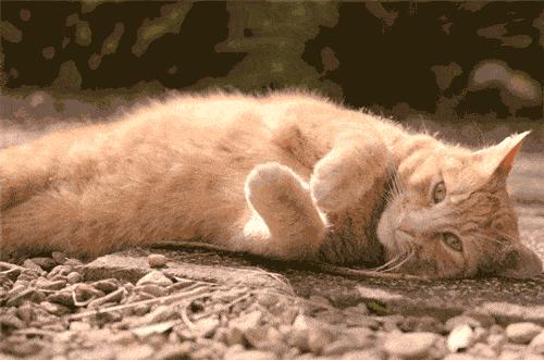 猫咪“发情期”的6大表现，铲屎官要重视