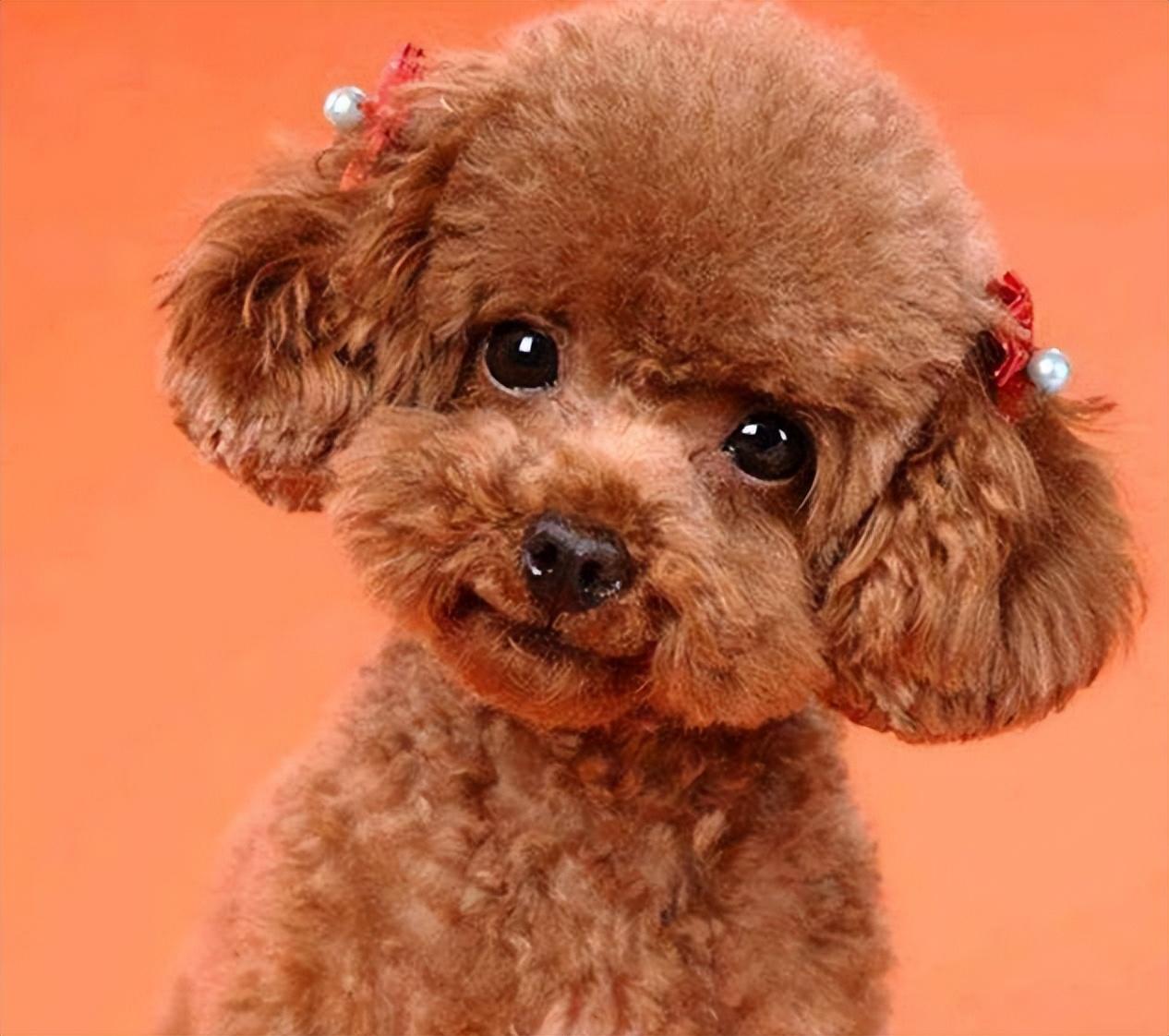 没有耐心千万别养这几种狗,这5种狗怎么感觉很少人养