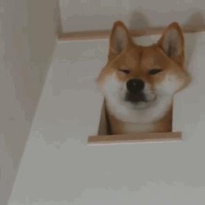 狗狗求救的五大信号,狗狗发出的求救信号