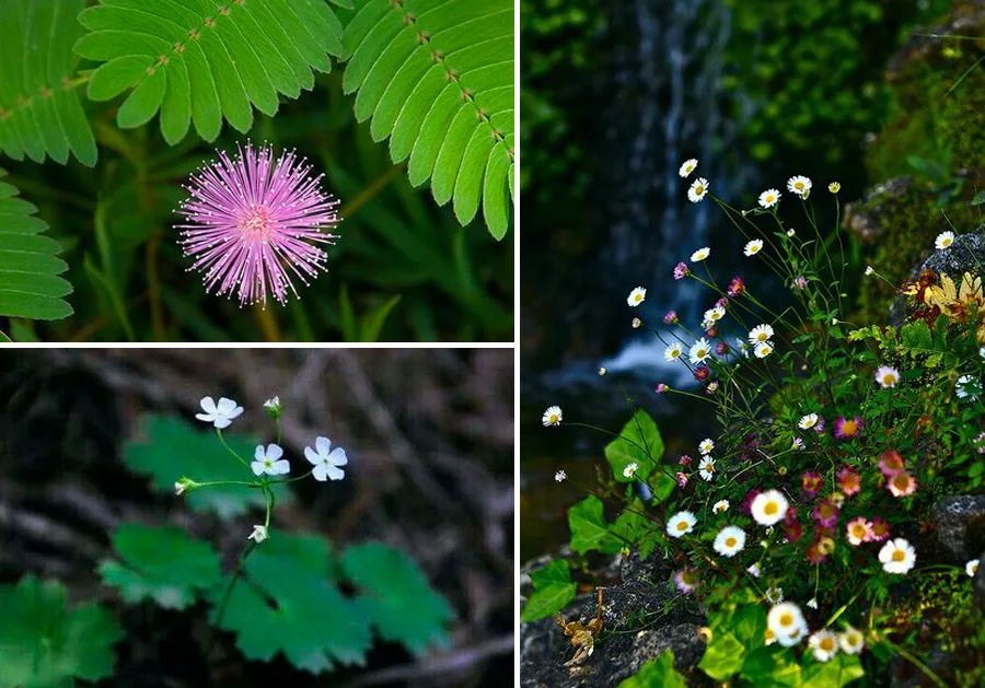 儿童画教程｜学习奇妙的漏印版画——生机盎然的春