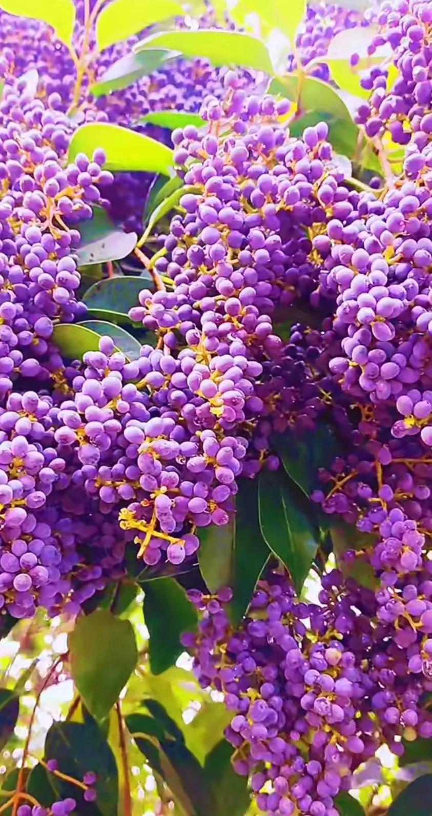 女贞子图片树木,女贞子树彩图