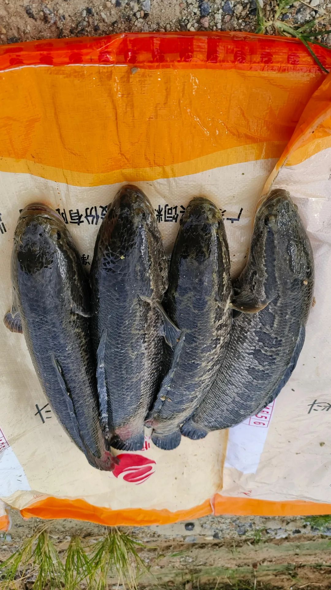 学生党养鱼新手入门技巧,养鱼技术与饲料配方大全