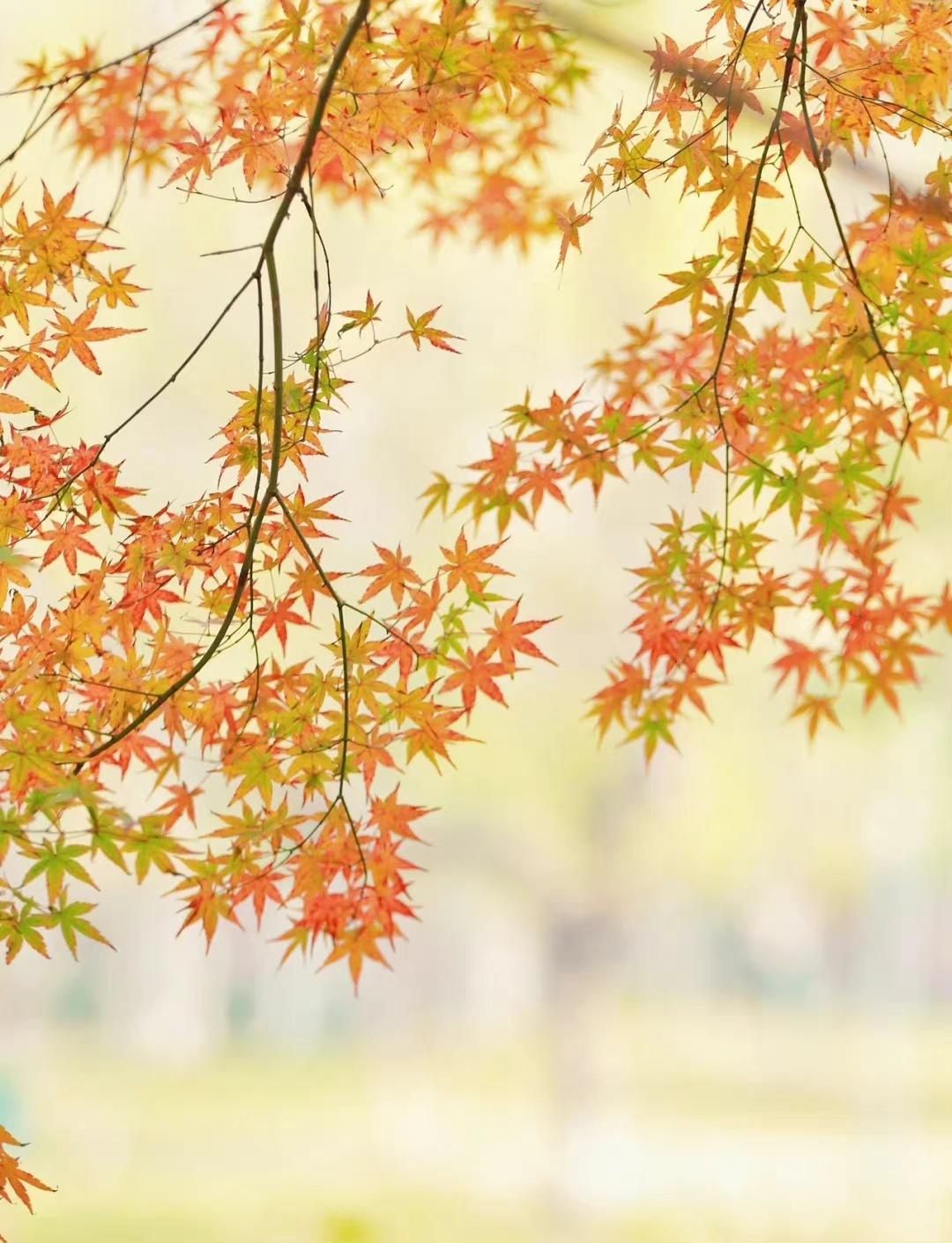 表达爱意异地恋的诗词,表达异地恋相思相见的诗句