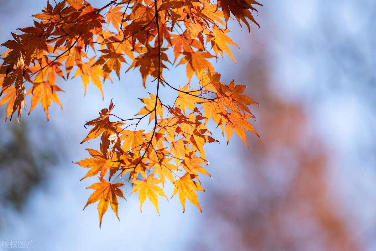 山东省AAAAA旅游景点,5a级景区排行榜山东附近