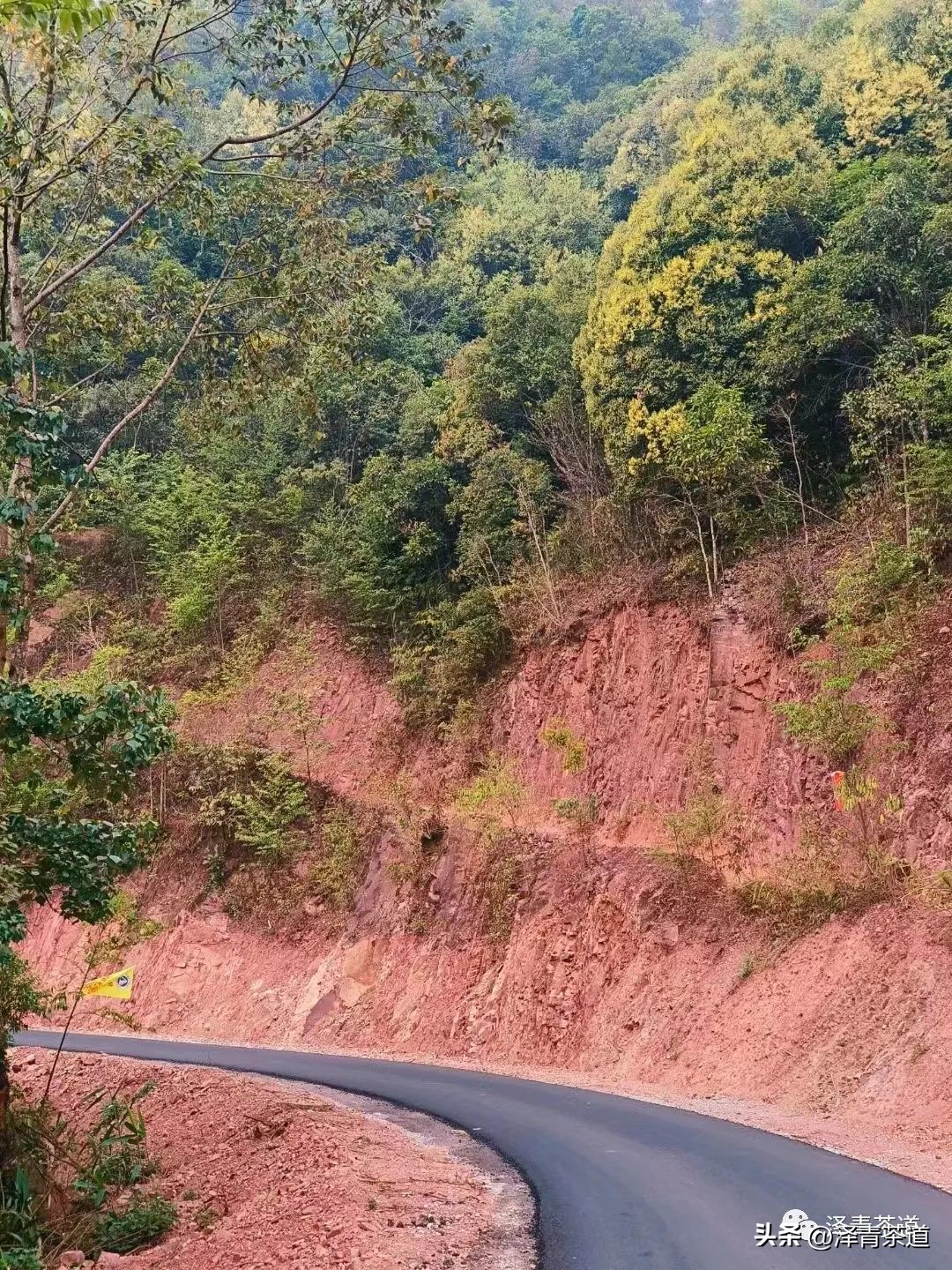 十大名茶是指哪十大,中国十大名茶最新排行建议收藏