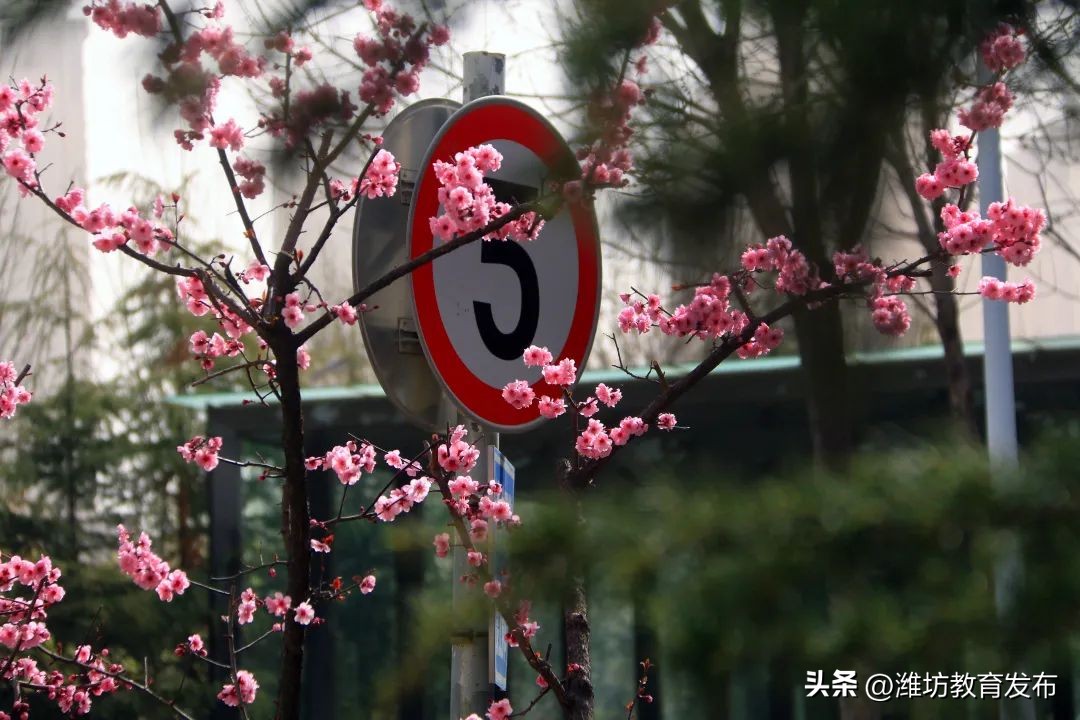 美！潍坊校园春景强势来袭