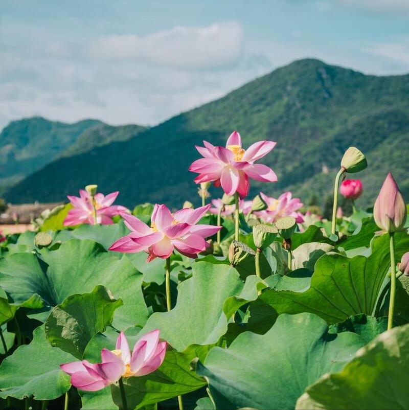 鏂囨埧鍥涘疂绗斿ⅷ绾哥牃鏃ョН鏈堢疮,鏂囨埧鍥涘疂浠ュ彜涓洪壌