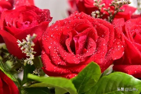 分享玫瑰花的图片,最美的玫瑰花送给最漂亮的你图片