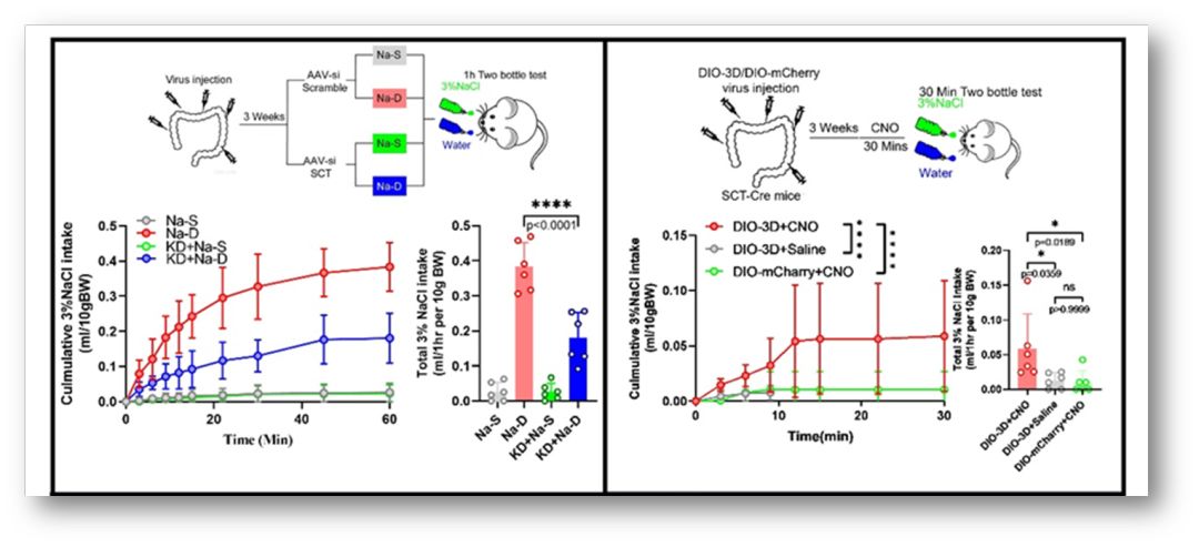 SciAdv：机体“缺盐”怎么办？——调控钠稳态的肠-脑轴机制