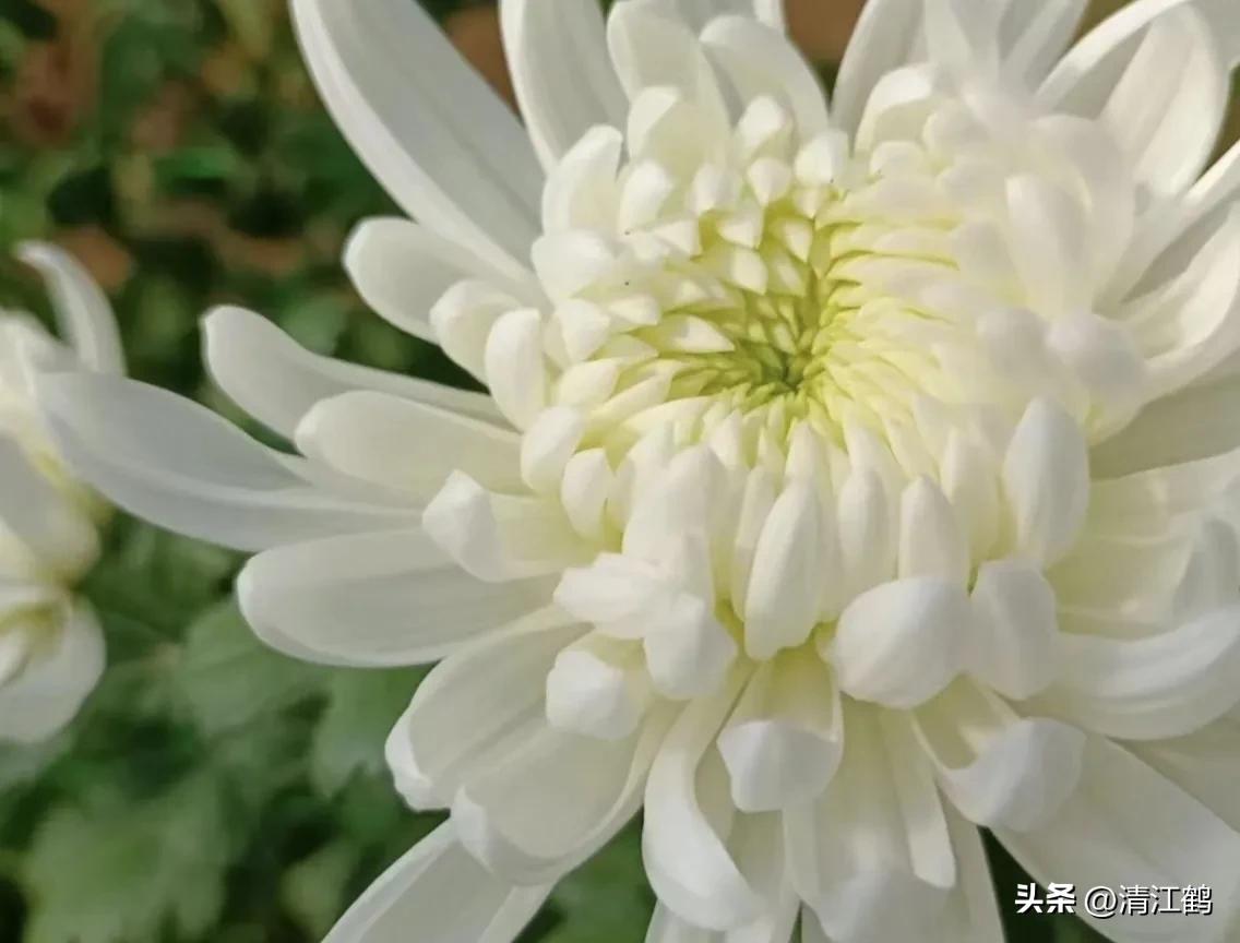 菊花盆栽枯萎后第二年能长新芽吗,刚买回来的菊花花朵枯萎了怎么救