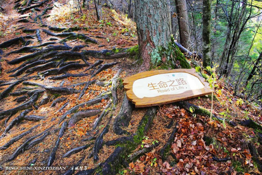 火山口国家森林公园与地下森林,清凉度夏探秘地下森林