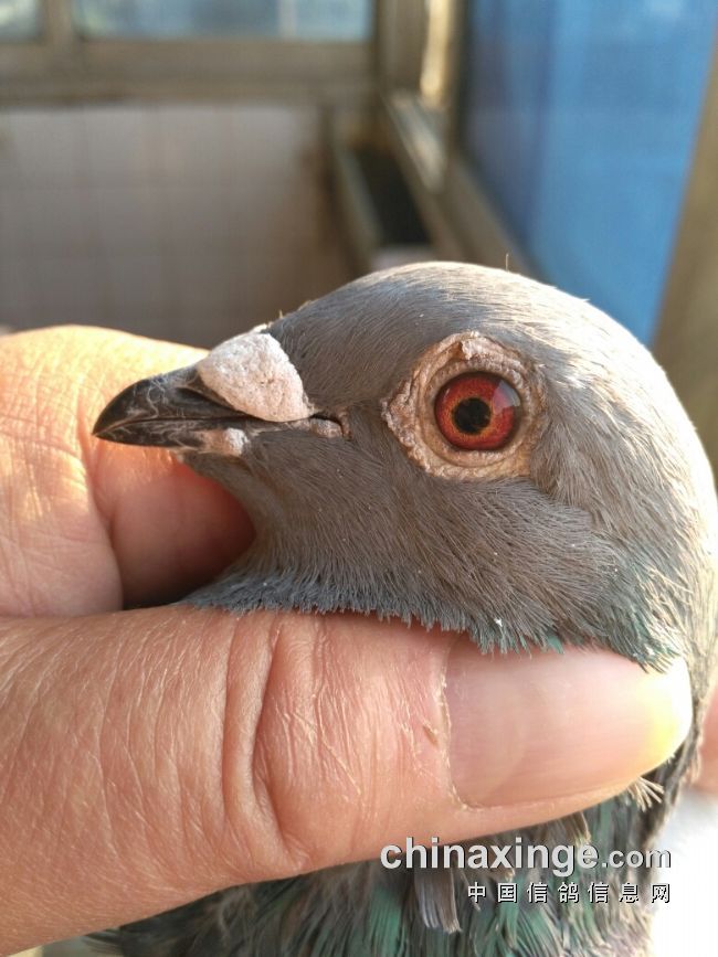 宁镇扬大赛,宁镇扬足球邀请赛