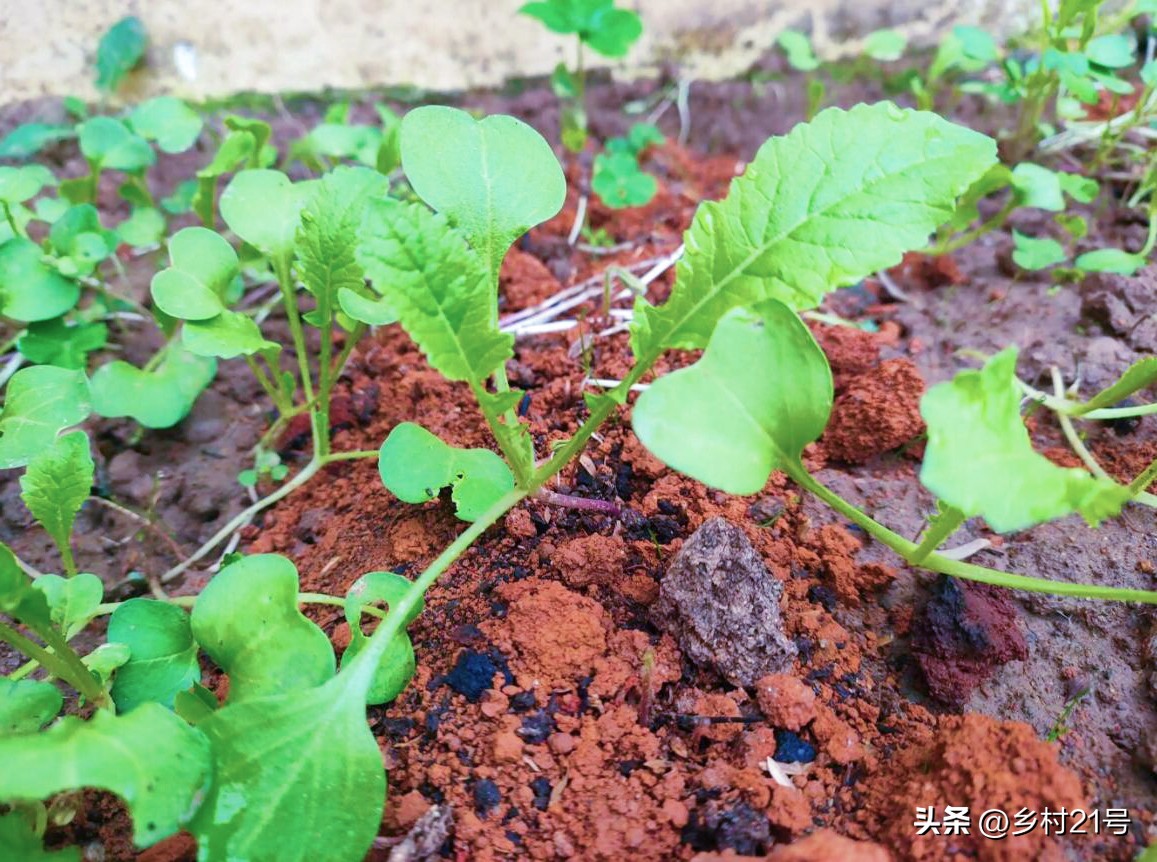 萝卜苗长虫子怎么办,萝卜苗上生小白虫子用什么药治