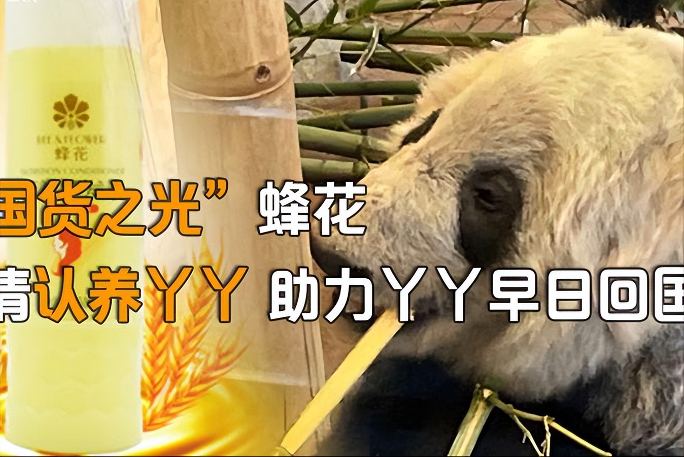 国货品牌蜂花认养大熊猫花宝,蜂花代言人熊猫