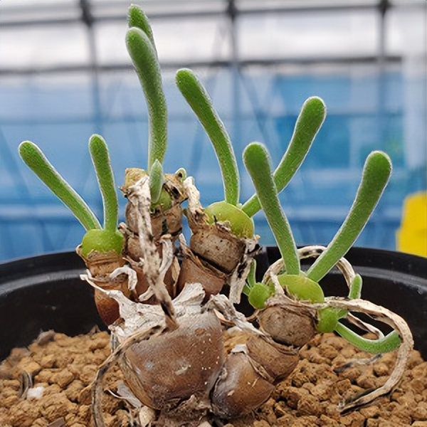 102个大类近500个多肉植物图片，都极其美丽，建议在家中也养一盆