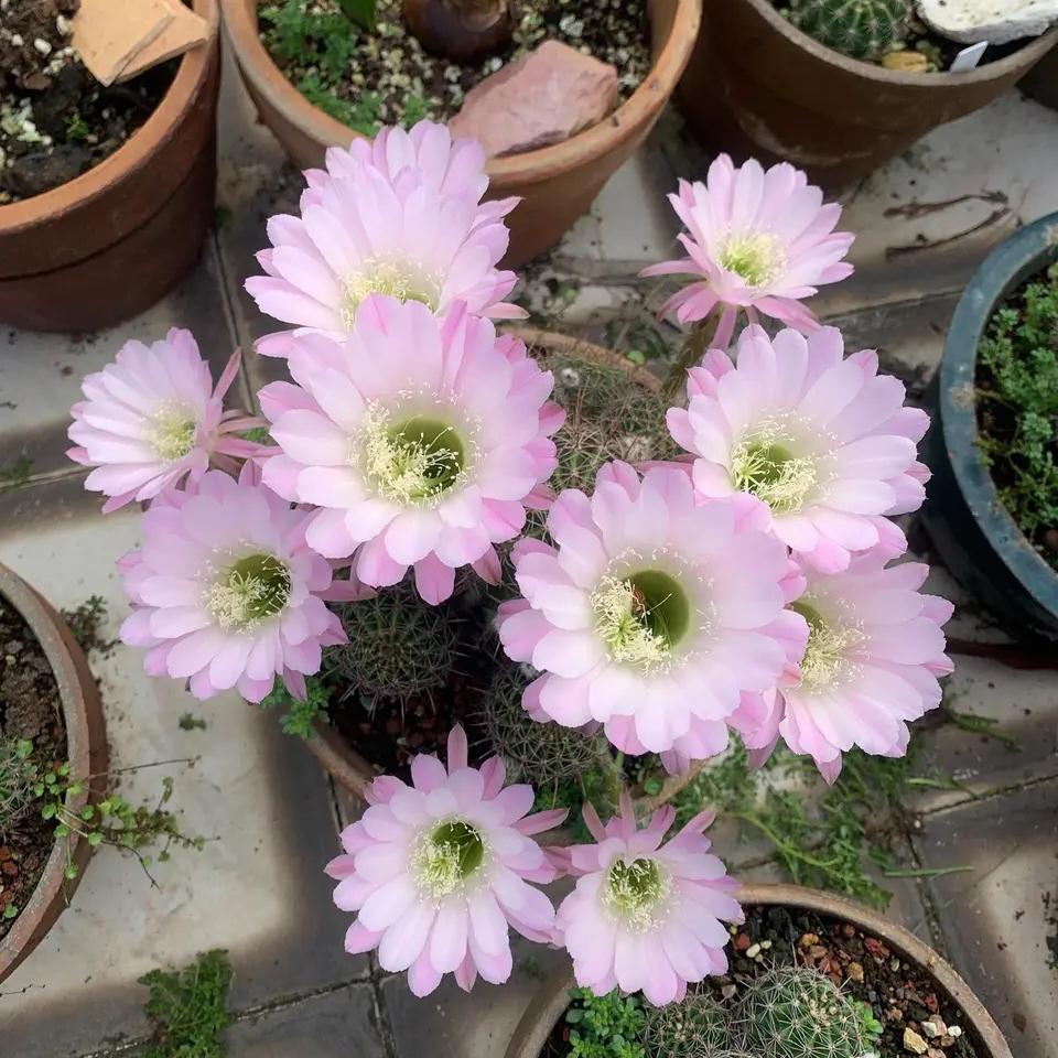 仙人球品种精品,仙人球名贵绿植