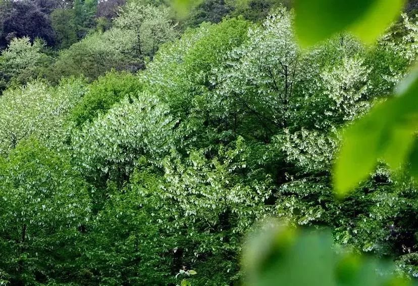 川西阿坝旅游详细攻略地图,川西阿坝旅游攻略三天