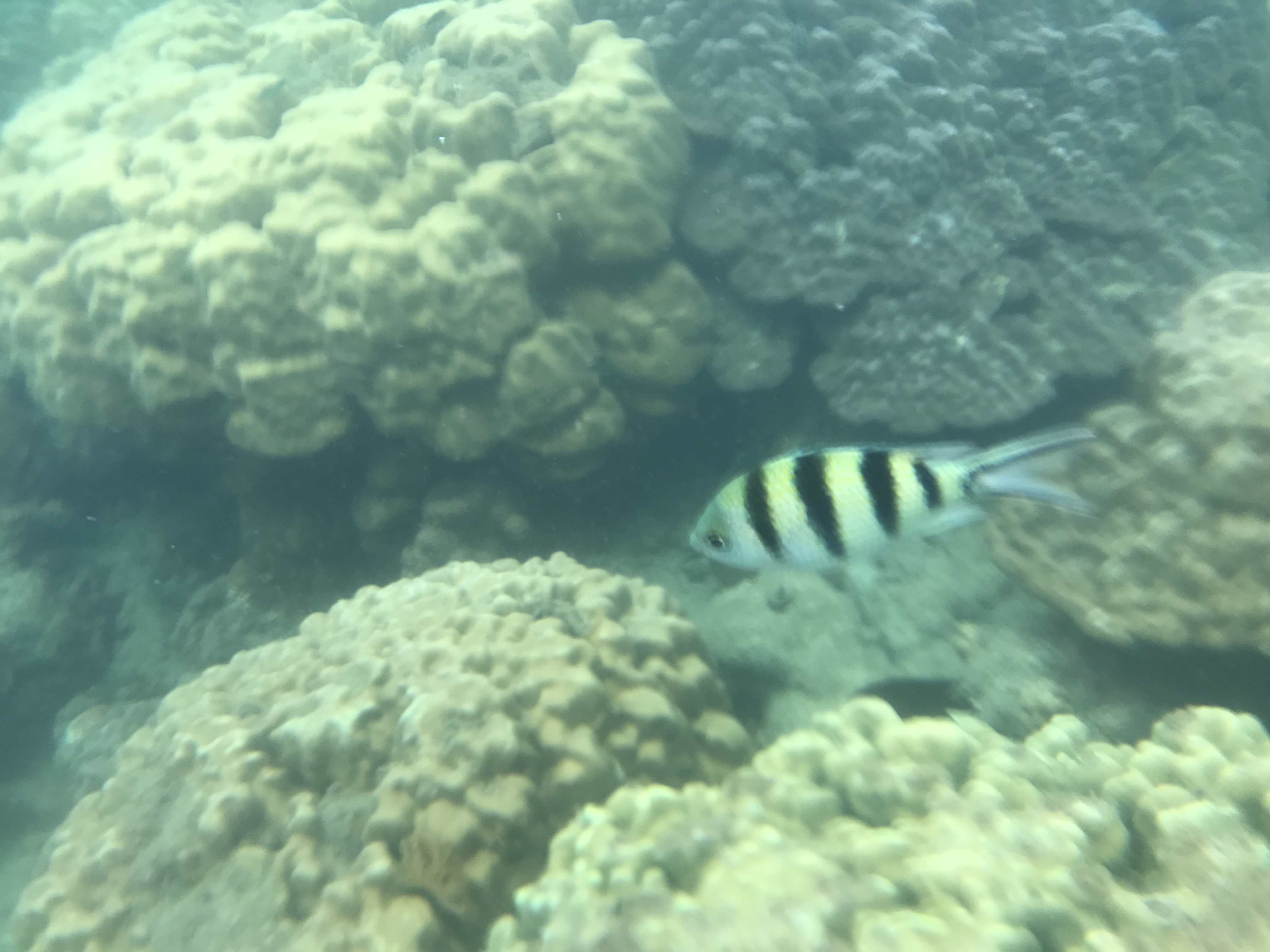 泰国旅游攻略海岛浮潜,泰国象岛跟团游