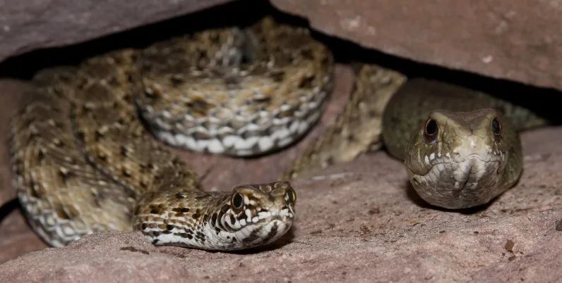 「原来欧洲有这么多种蛇？！」偷师卡塞尔的豢龙大师·下