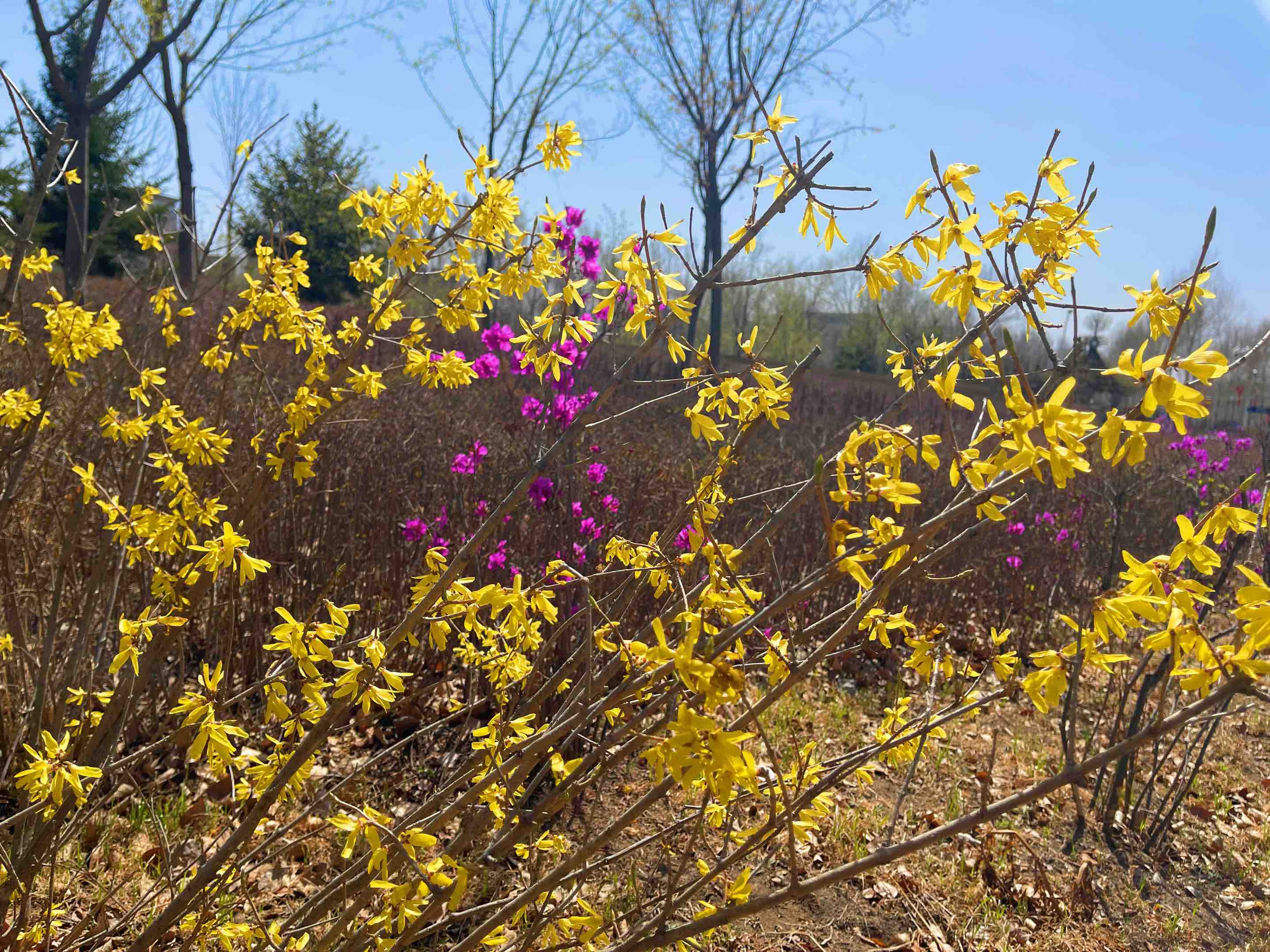 连翘花开万物复苏春意浓,连翘花开春意浓