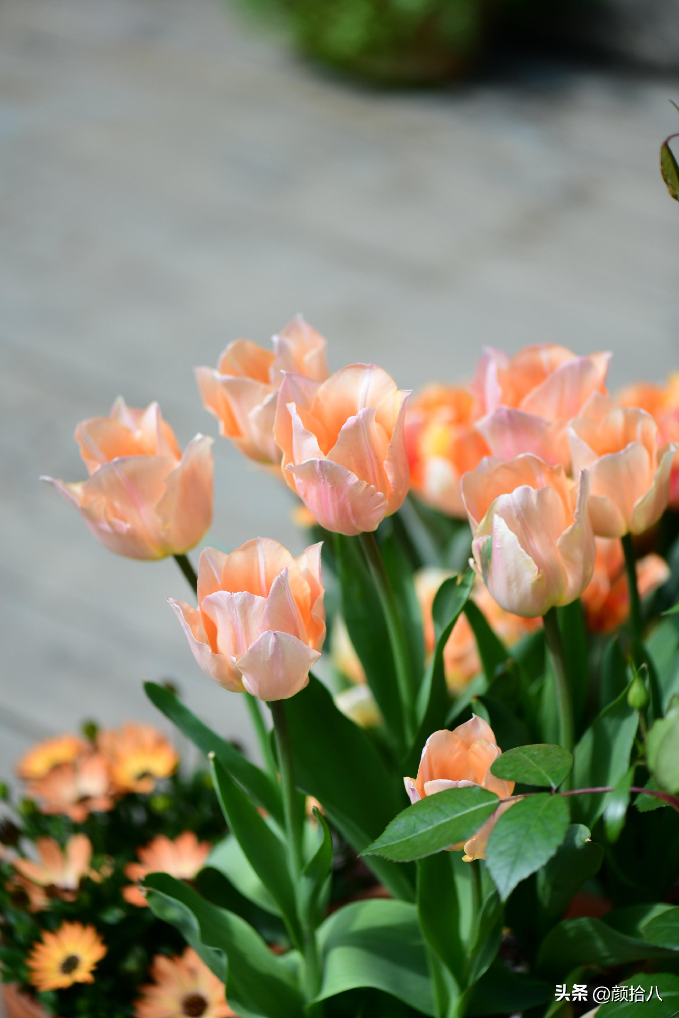 盘点今年河马花园里最美的几款郁金香|园丁