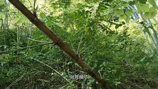 朋友们在问老黄，捉那竹筒蜂来干嘛呀，听听老黄怎么说吧