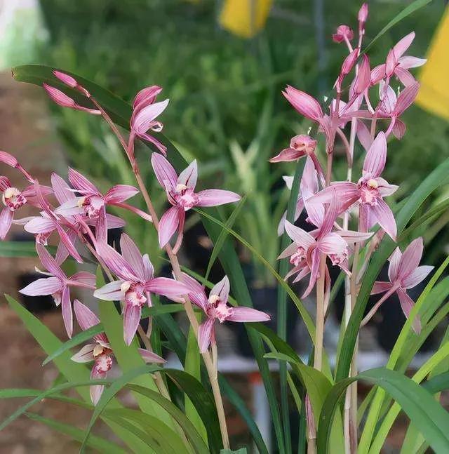 兰花品种大全四川,兰花品种鉴别方法