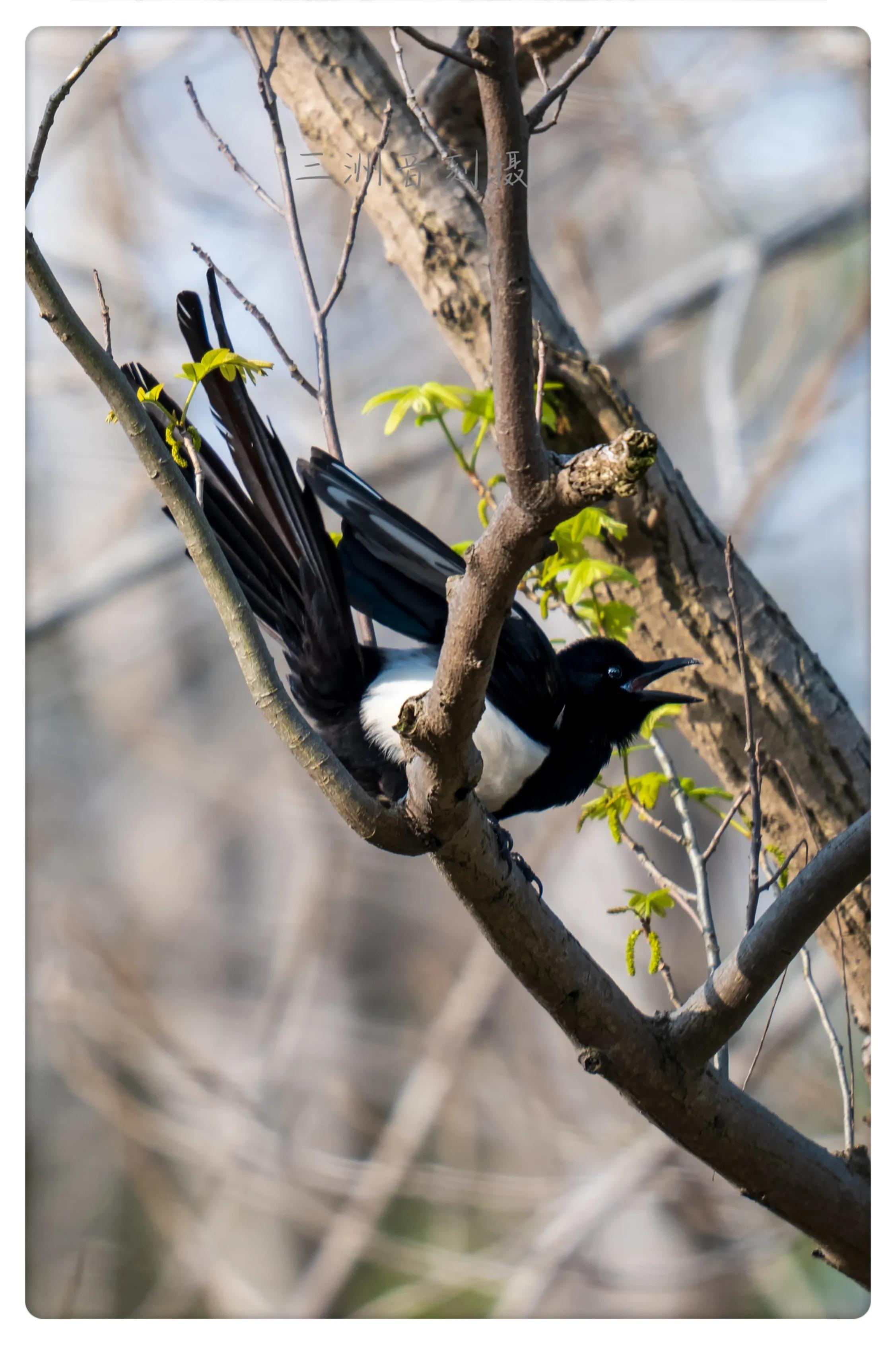 上海市嘉定区安亭国际汽车城,上海嘉定安亭国际汽车城