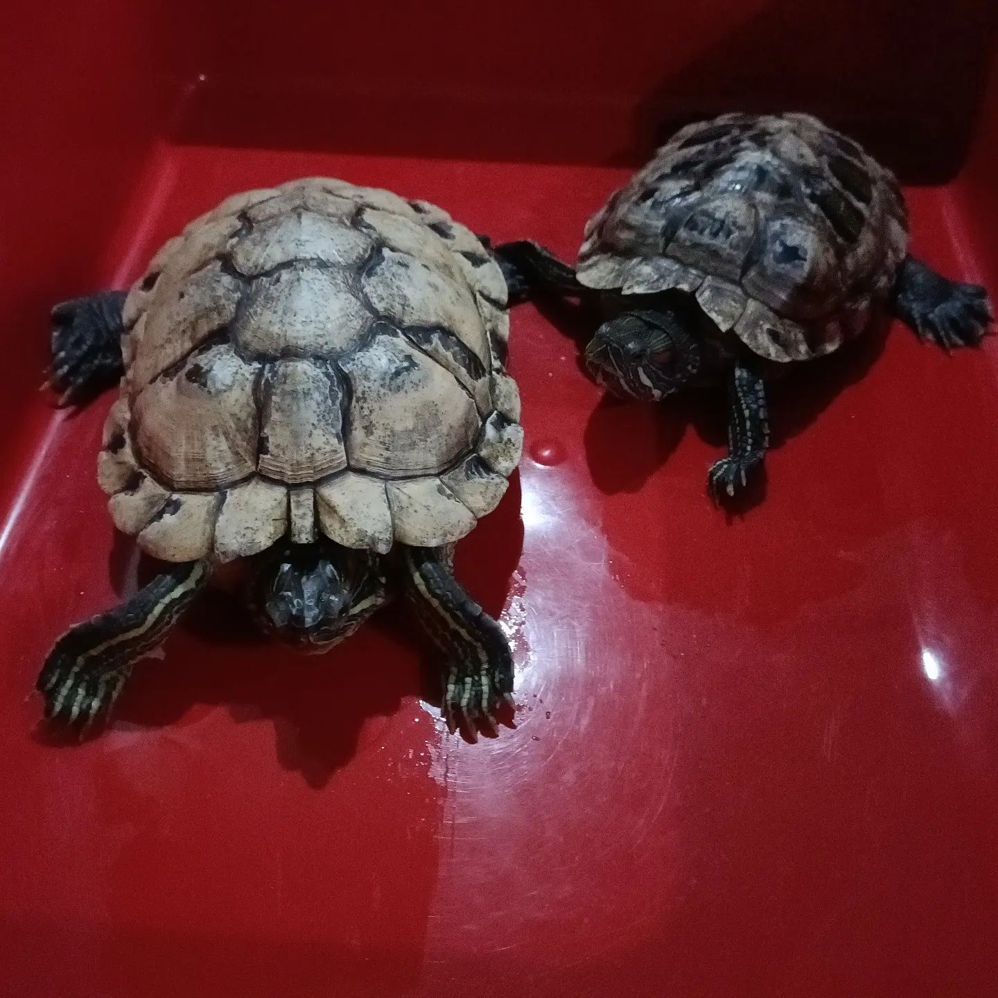 小巴西龟到了冬天怎么养,大型巴西龟冬天养的方法