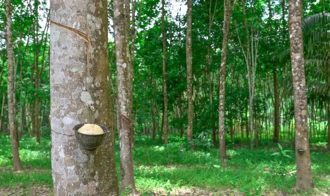海南省建立自贸区对橡胶有影响吗,海南海胶自贸港的发展前景