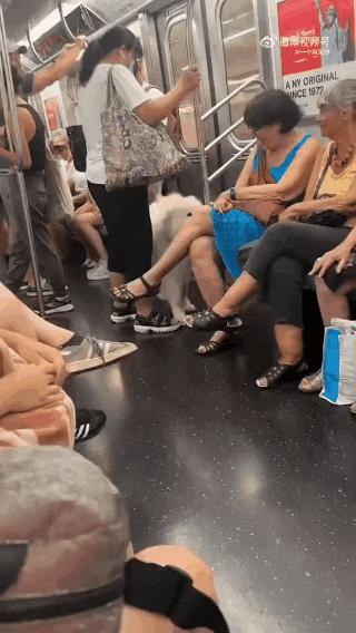 狗子坐飞机一秒钟被亲了八次，毛都快撸秃了…空姐：是不是轮到我