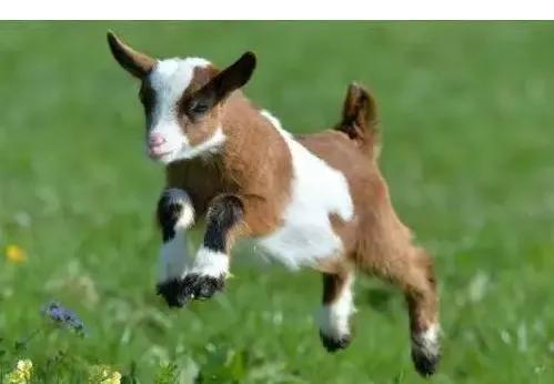 十大新晋新奇萌宠，您了解多少？